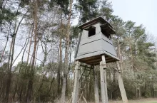 Wirus ASF jest wyjątkowo odporny i może przetrwać w środowisku przez długi czas