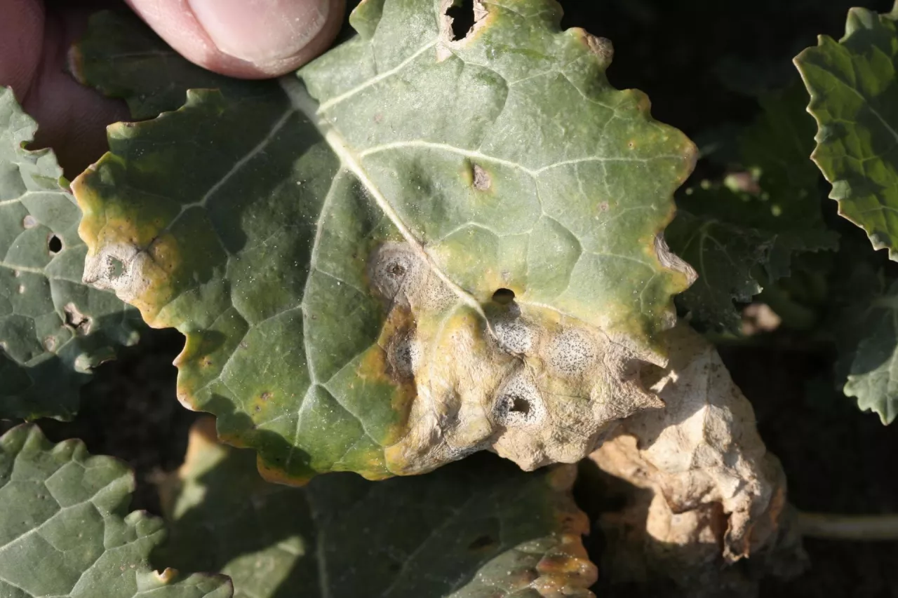 Sucha zgnilizna na liściach rzepaku 