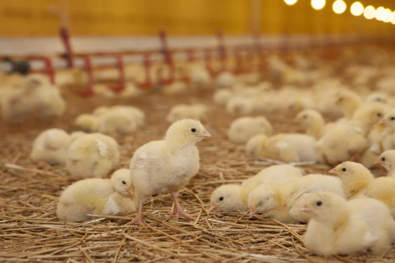 Małe kurczaki hodowane w kurniku na ściółce