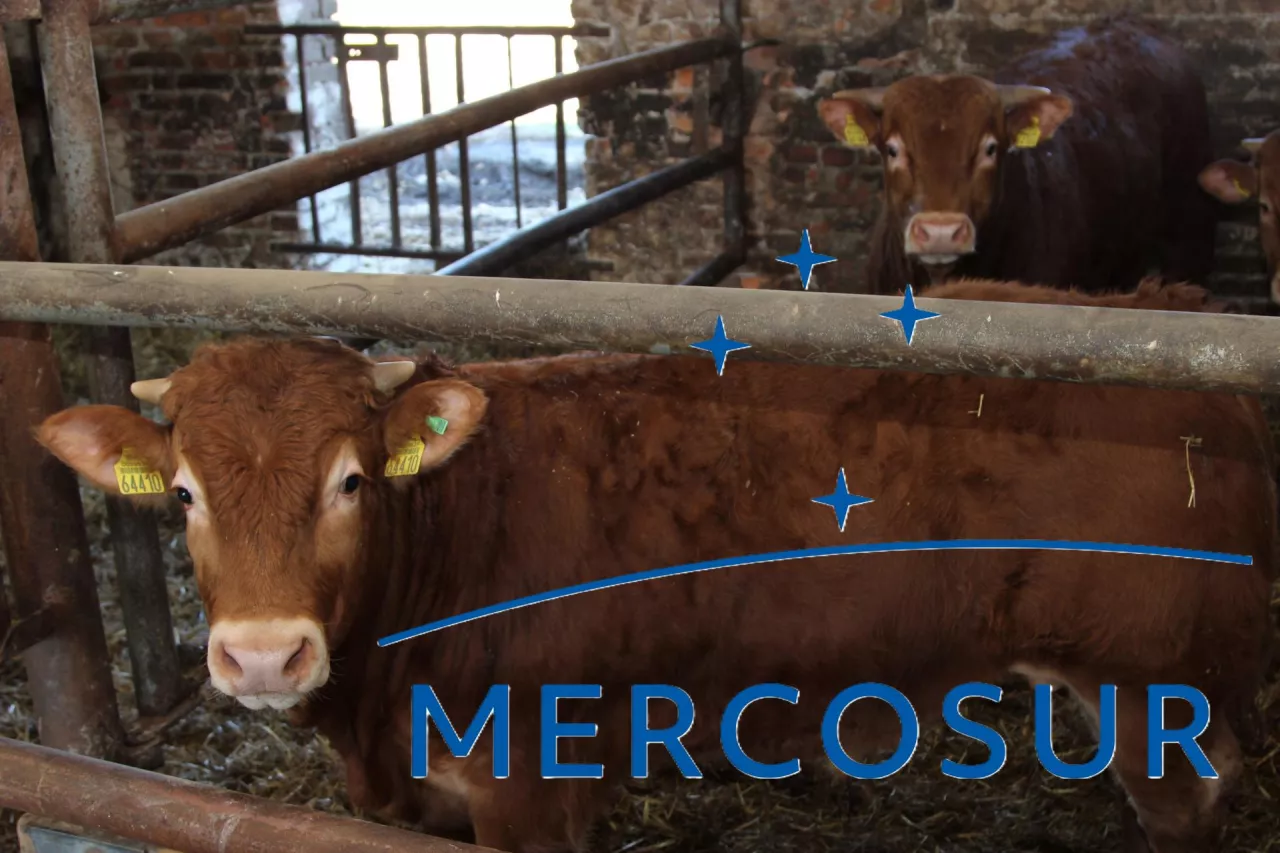 Kluczowe znaczenie ma tzw. kwota Hilton, obejmująca wysokiej jakości wołowinę. W jej przypadku liberalizacja nastąpi natychmiast po wejściu w życie części handlowej porozumienia