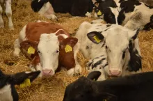 cielęta do opasu, mięsne cielęta