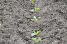 buraki, siewki, przymrozki