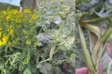 Przymrozki uszkodziły rzepak? Sprawdź łodygi i zobacz, co zrobić po spadkach temperatur