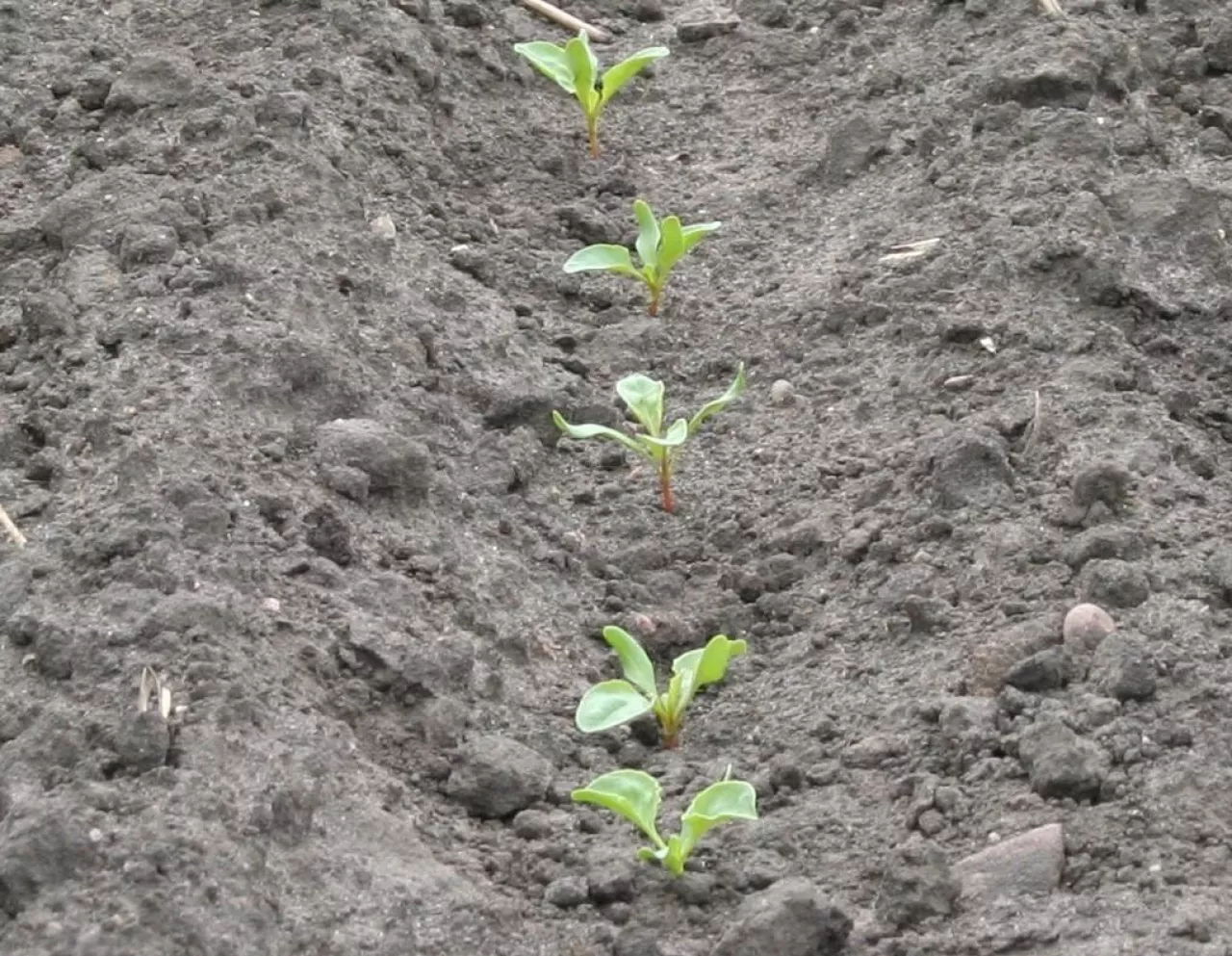 buraki, siewki, przymrozki