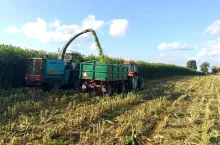 zbiór zielonki z sorga