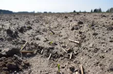 Buraki po przymrozkach. Pryskać czy się wstrzymać? Tu łatwo o błąd