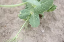 Objawy żerowania oprzędzików