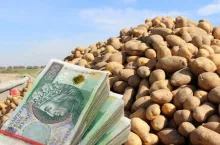 ziemniaki jadalne, po lewej banknoty polskie