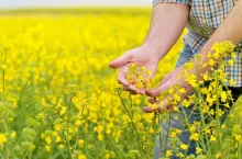 Wapń i siarka – rosnące znaczenie w warunkach wiosennego stresu roślin