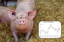 Prognoza dla rynku świń