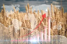 Shutterstock, Wpływ geopolityki na rynek zbóż