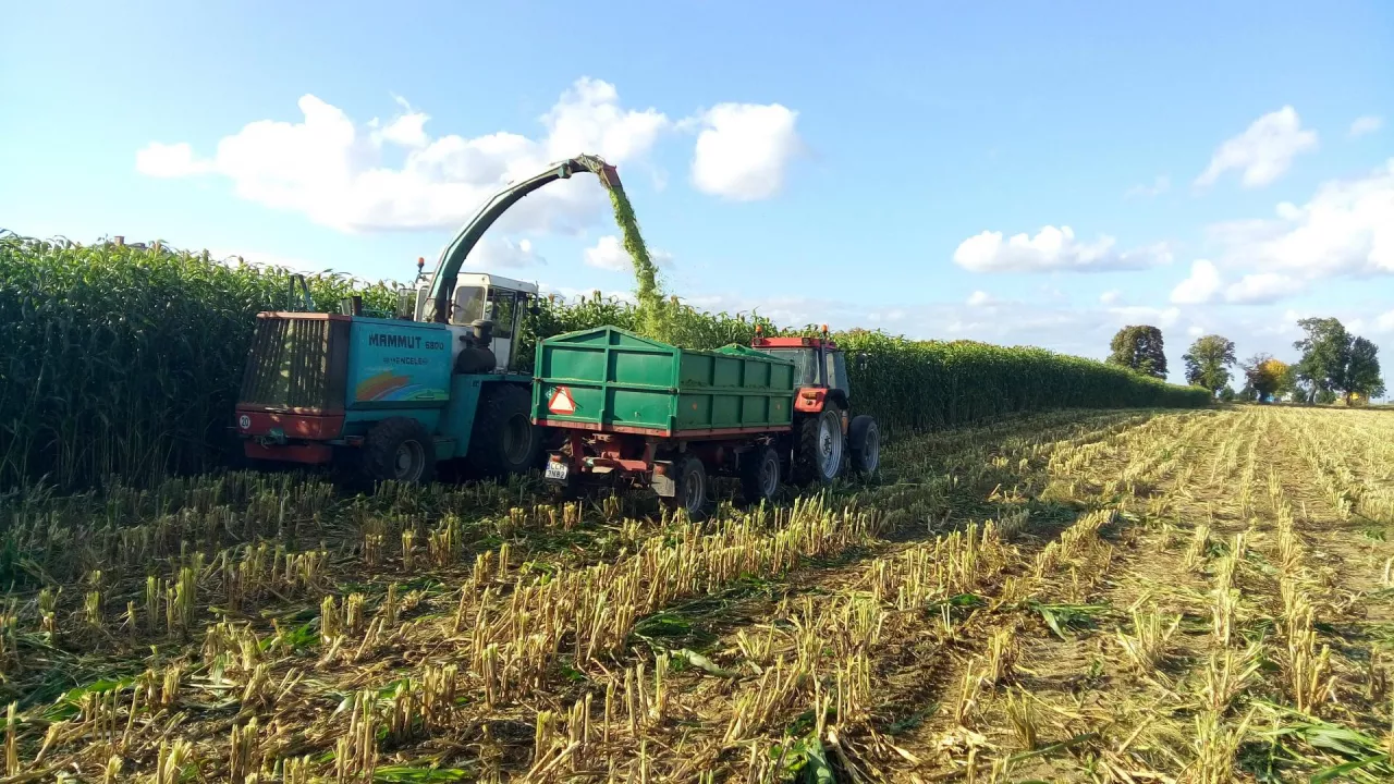 zbiór zielonki z sorga