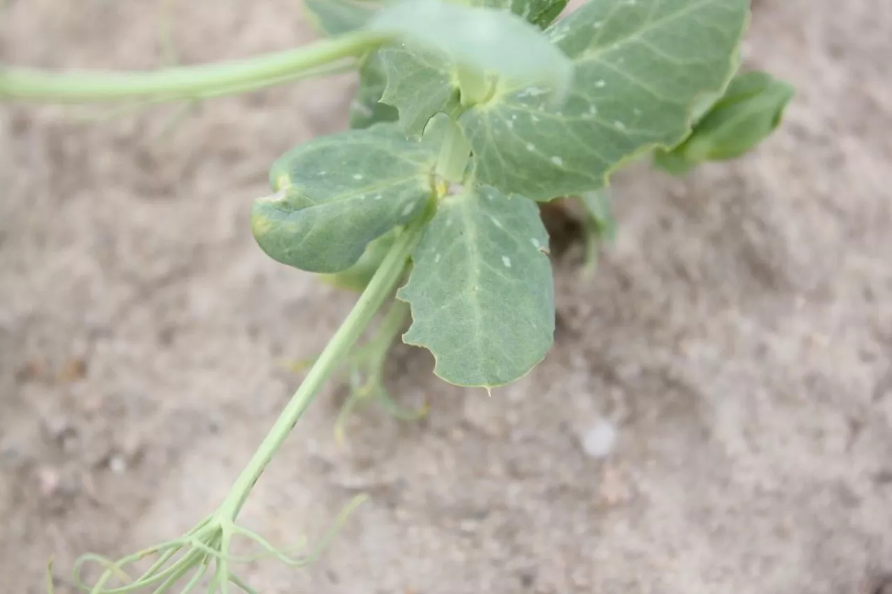 Objawy żerowania oprzędzików