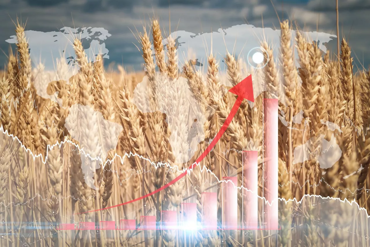 Shutterstock, Wpływ geopolityki na rynek zbóż