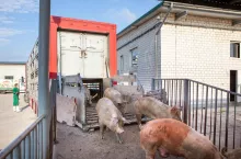 sprzedaż tuczników