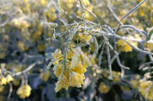 Przymrozek, rzepak, uszkodzone kwiaty rzepaku