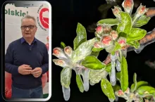 Będą pieniądze dla rolników po przymrozkach? Jest deklaracja ministra