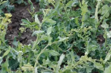 Wygięte łodygi rzepaku w wyniku przymrozków 