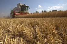 zbożowe żniwa trwają