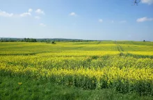 Osłabiony rzepak kwitnie bardzo niemrawo