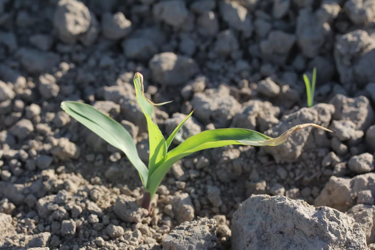 Kukurydza po przymrozku z częściowo uszkodzonymi liśćmi. 