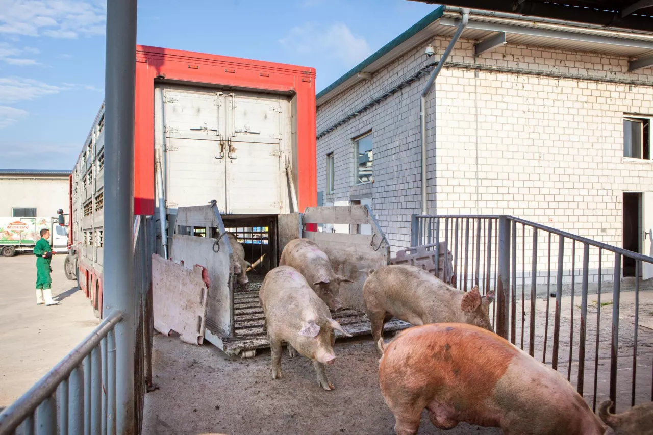 sprzedaż tuczników