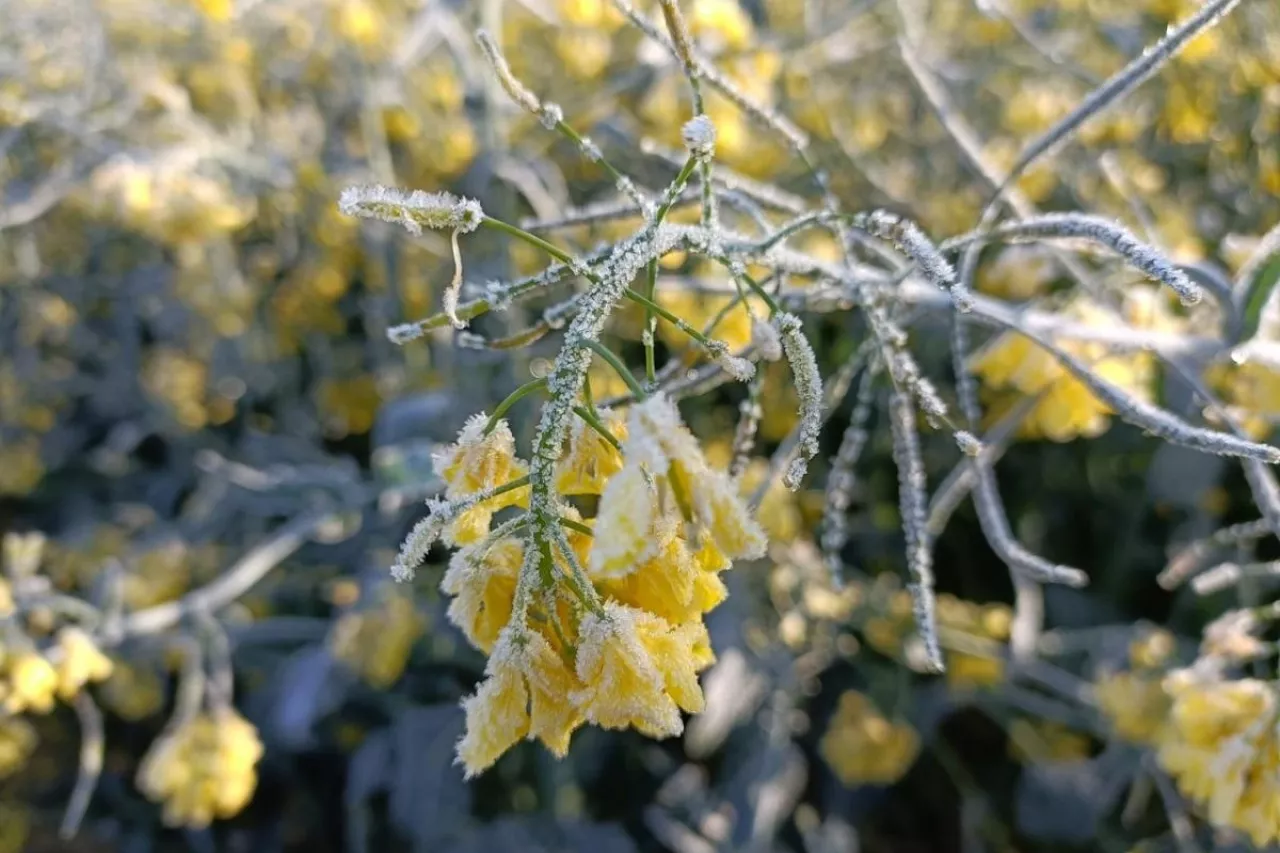 Przymrozek, rzepak, uszkodzone kwiaty rzepaku