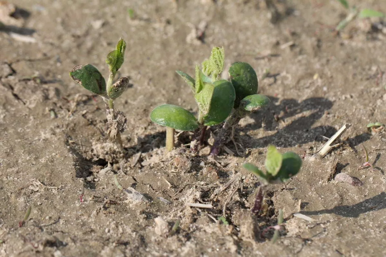 soja, pole, susza, susza rolnicza. 