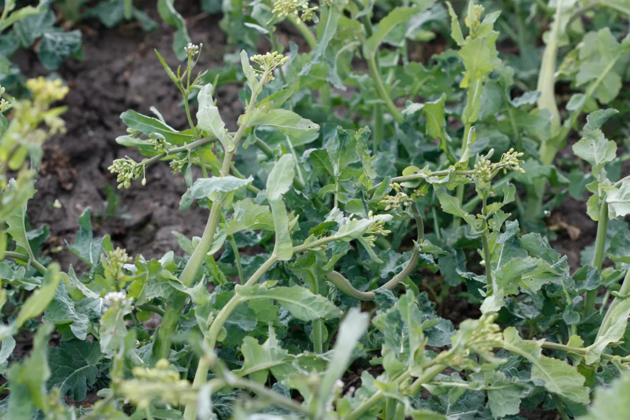 Wygięte łodygi rzepaku w wyniku przymrozków 