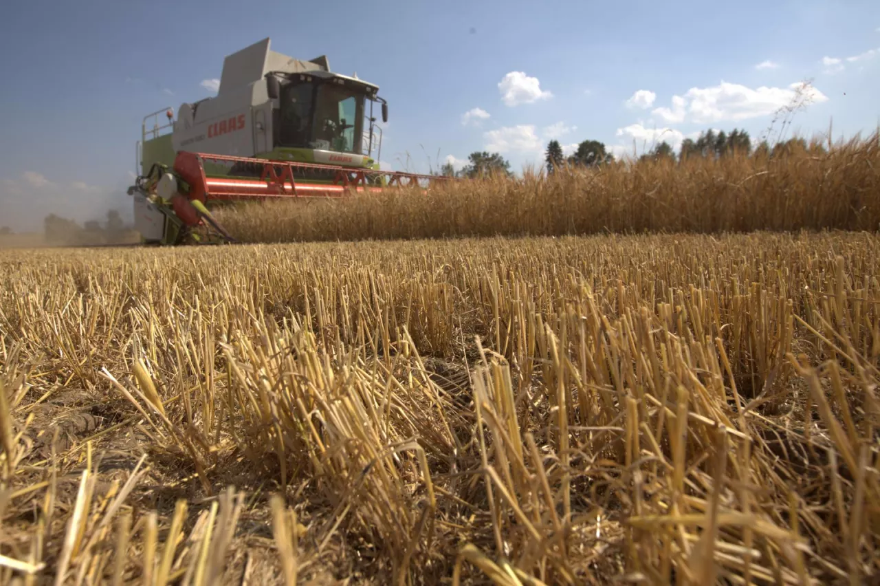 zbożowe żniwa trwają