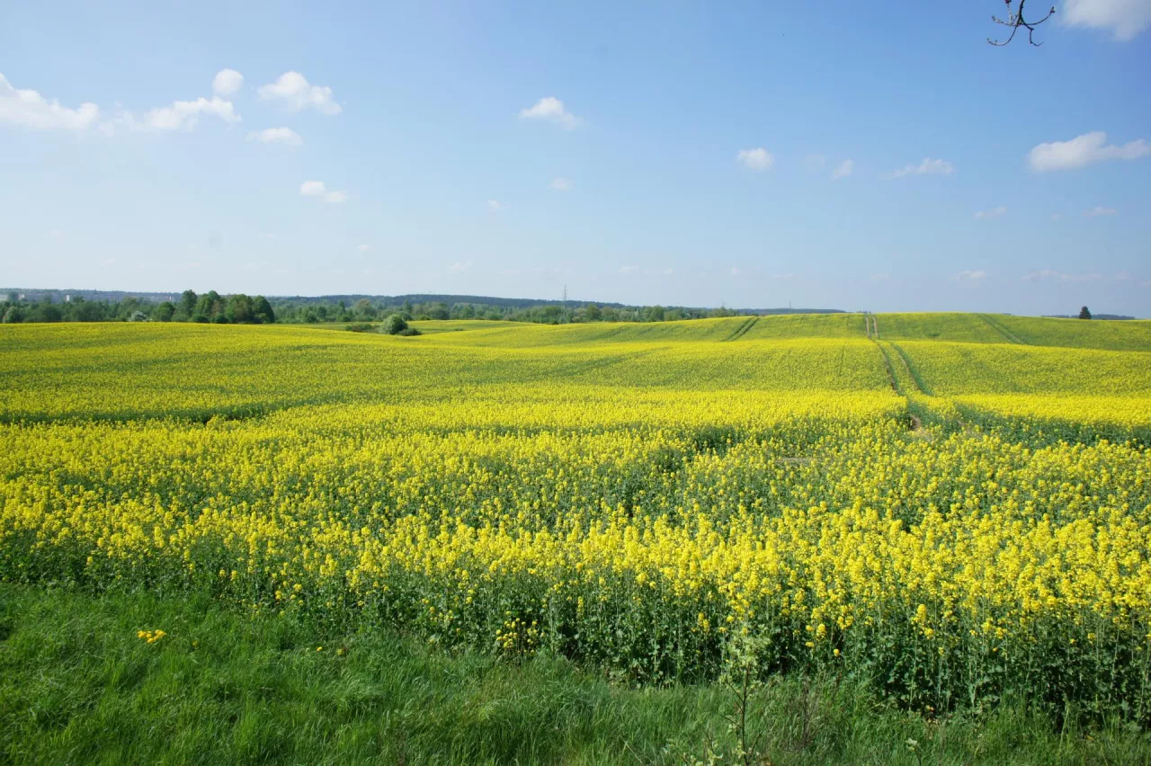 Osłabiony rzepak kwitnie bardzo niemrawo