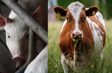 Ujęcia świni w chlewni oraz krowy na pastwisku - symboliczne przedstawienie zakładu ubojowego, zajmującego się zarówno ubojemy bydła, jak i trzody chlewnej