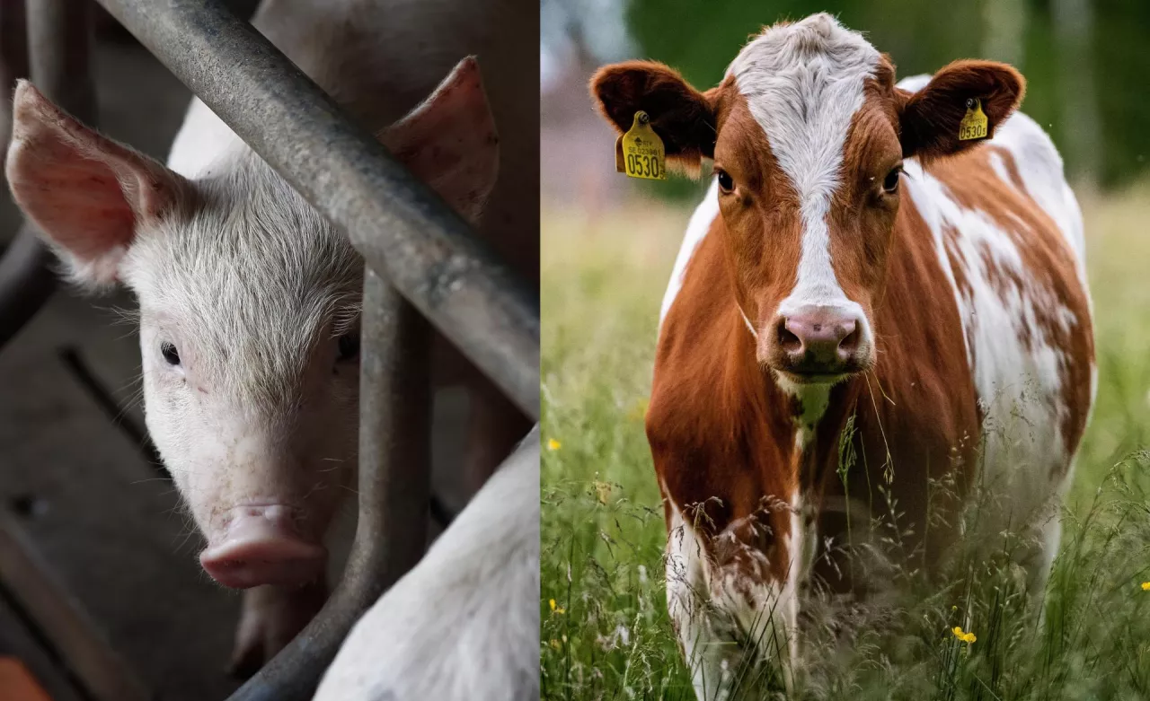Ujęcia świni w chlewni oraz krowy na pastwisku - symboliczne przedstawienie zakładu ubojowego, zajmującego się zarówno ubojemy bydła, jak i trzody chlewnej