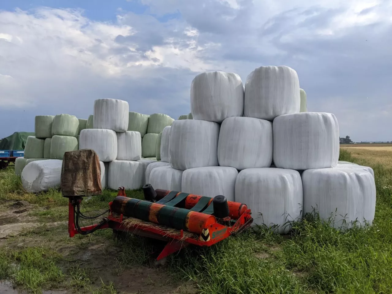 folia rolnicza, kiszonka