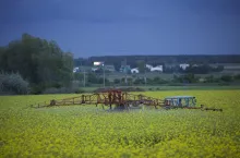 rzepak, oprysk, zabieg na płatek
