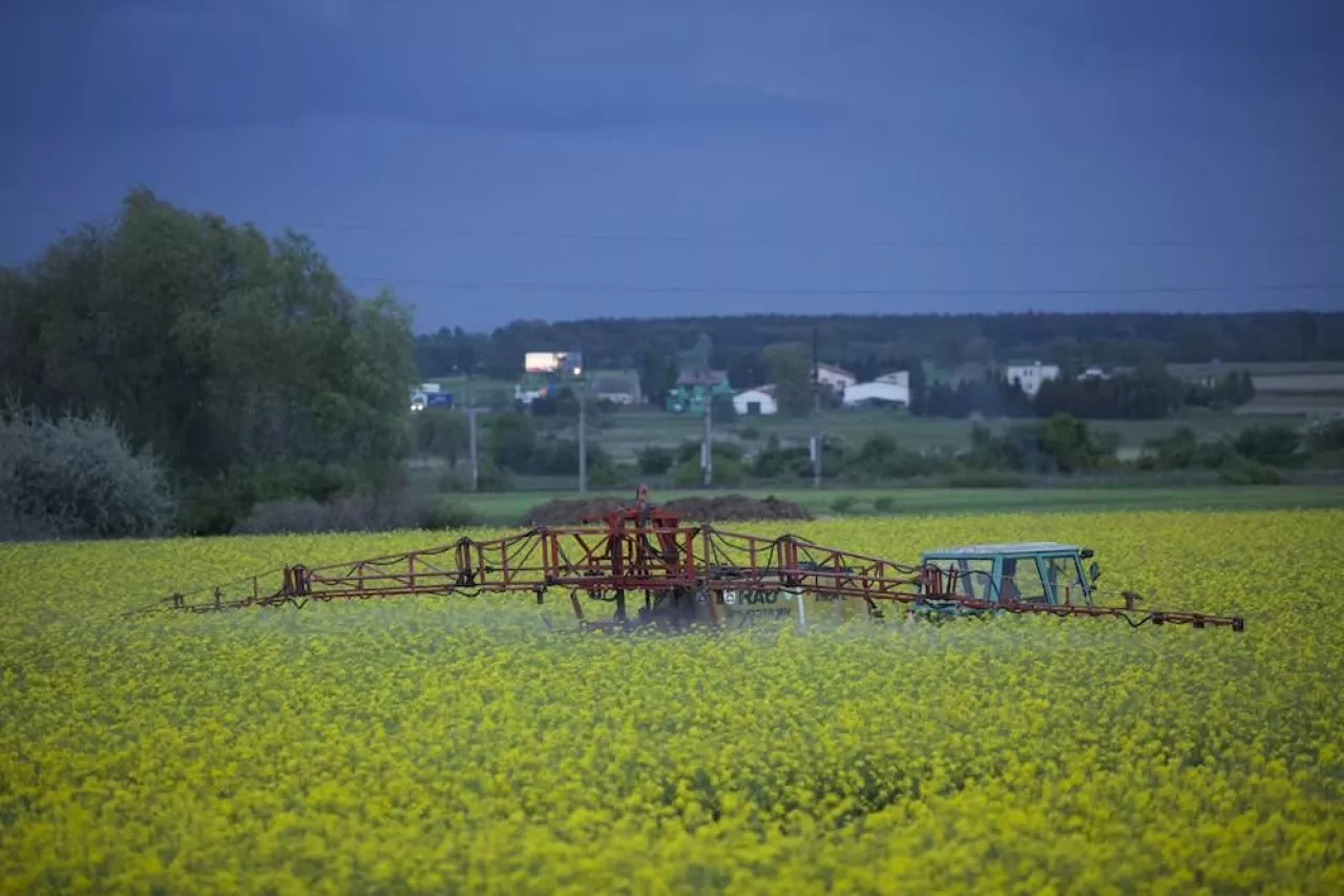 rzepak, oprysk, zabieg na płatek