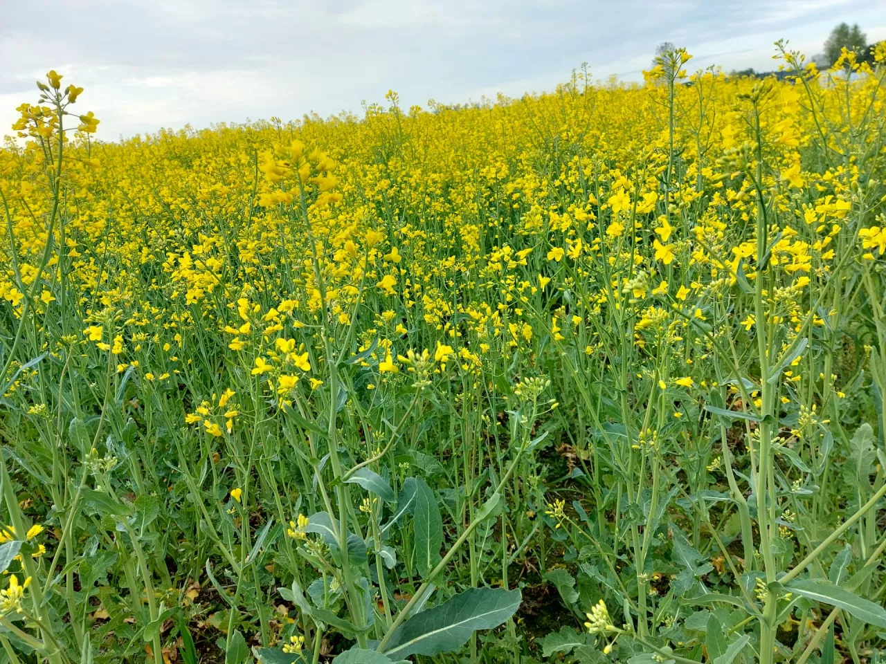 Słaby rzepak w maju