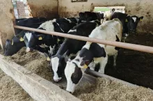 Bydło mleczne to gwarancja utrzymania stabilności finansowej janowskiej stadniny