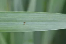 skrzypionka jaja i młoda larwa