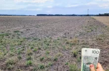 pole uprawne zniszczone przez grad, po prawej u dołu banknoty polskie