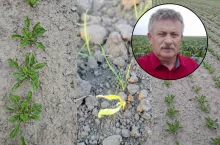 kondycja buraków cukrowych 2026