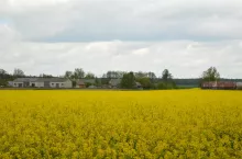 gospodarstwo rolne, rzepak