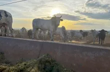 Intensywny tucz bydła (feedlot) na farmie w Ameryce Południowej