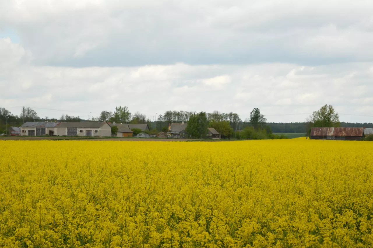 gospodarstwo rolne, rzepak