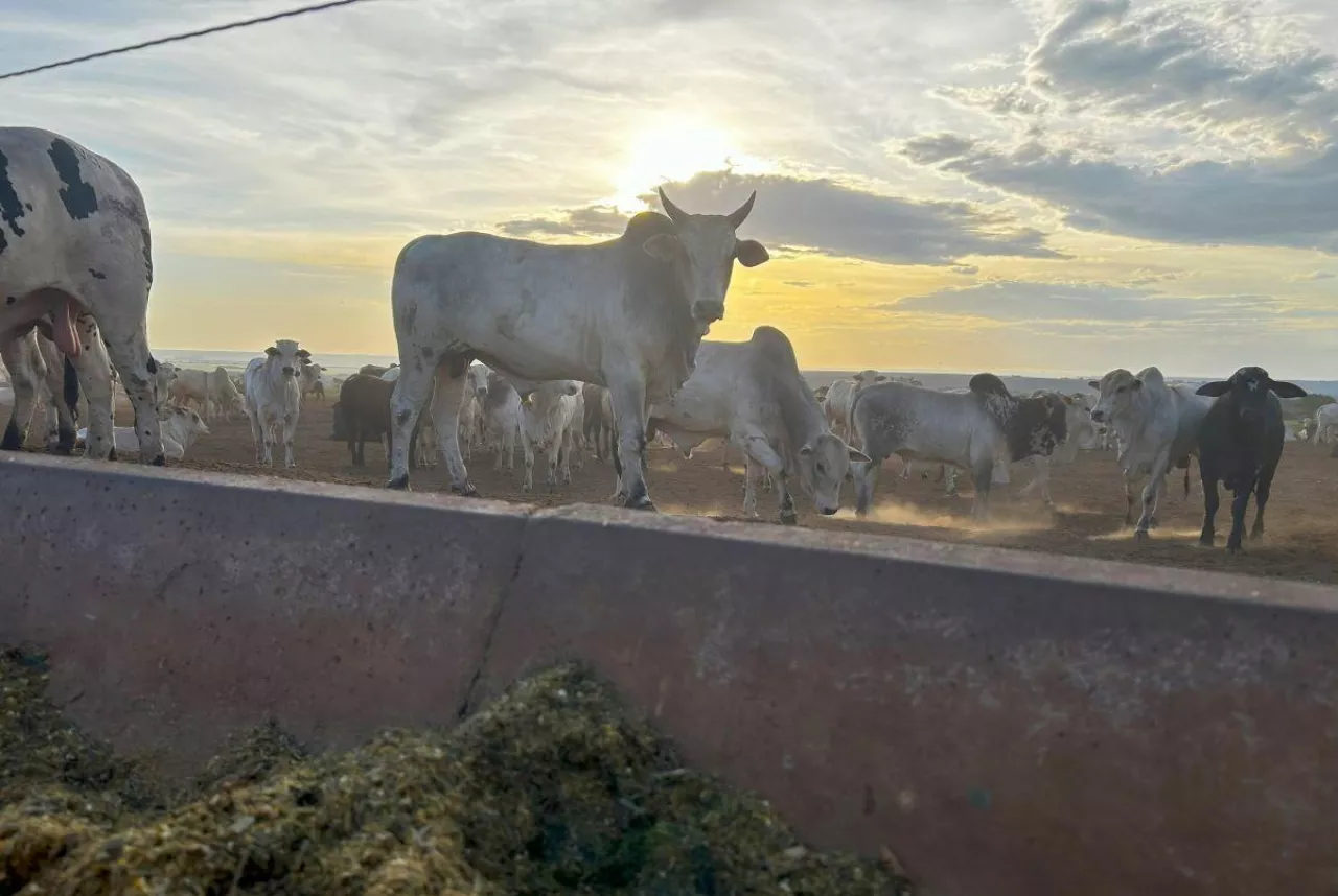 Intensywny tucz bydła (feedlot) na farmie w Ameryce Południowej