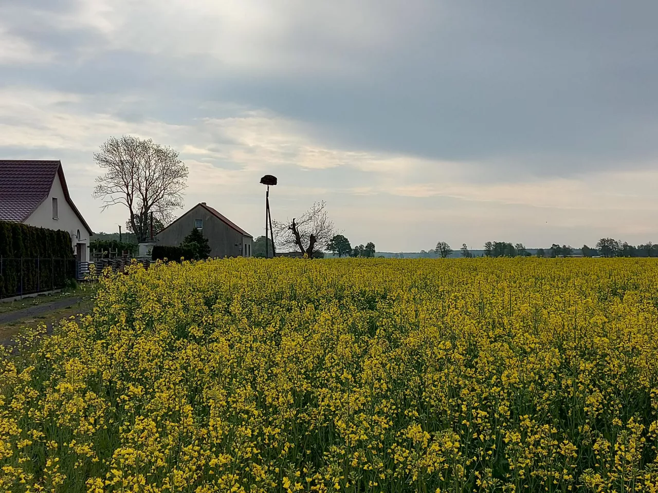 rzepak słabo okwiecony