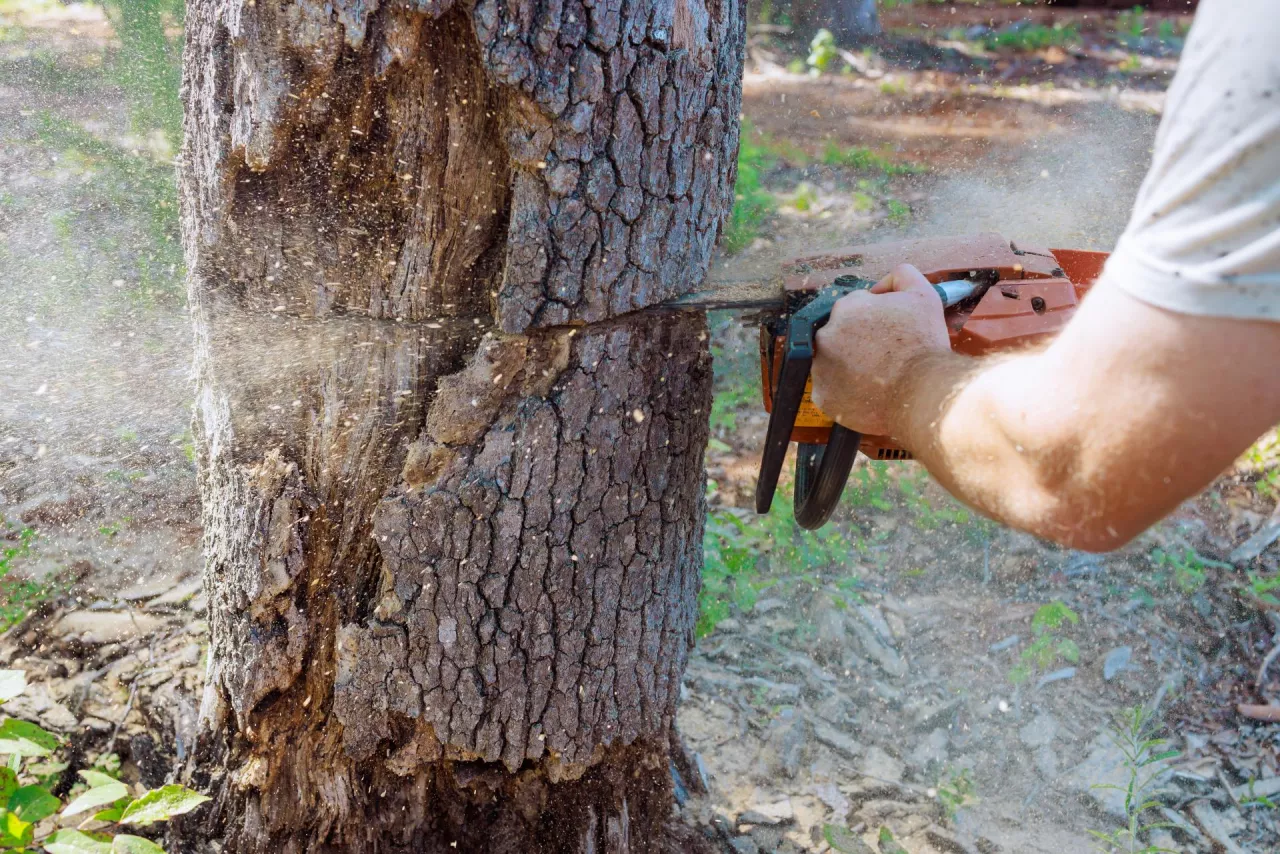 Forest worker saws down an old, damaged large tree with chainsaw during process of performing sanitary pruning