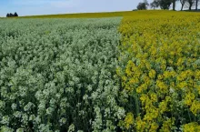 Cumulus. Biało kwitnący rzepak, który zmienia podejście do ochrony plantacji