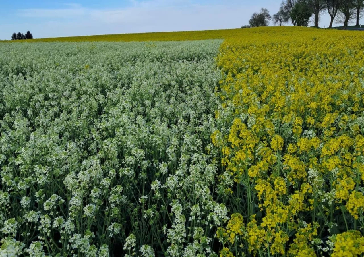 Cumulus. Biało kwitnący rzepak, który zmienia podejście do ochrony plantacji