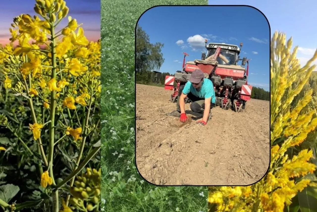 150 ha w Lubelskiem kukurydza, sorgo i rzepak.